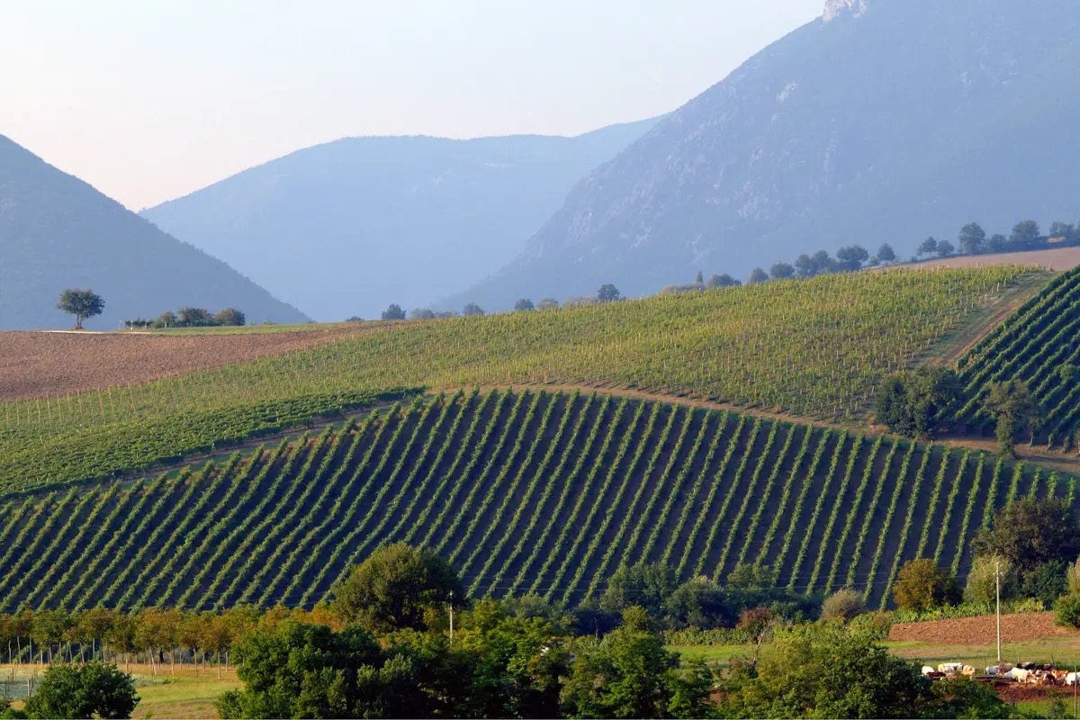 Enoturismo batte dazi: Matelica cresce nonostante le incertezze del mercato