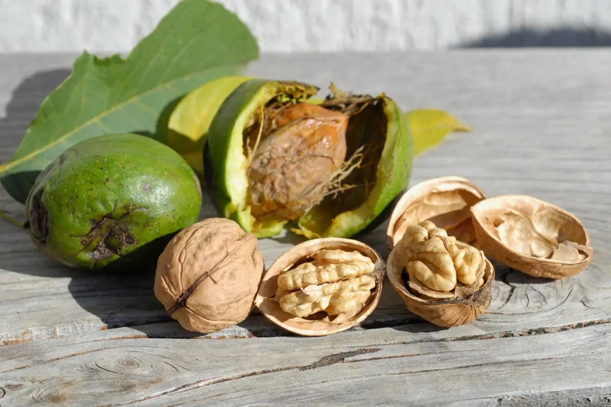 A Motta Camastra cresce una noce unica al mondo: ecco perché è così speciale