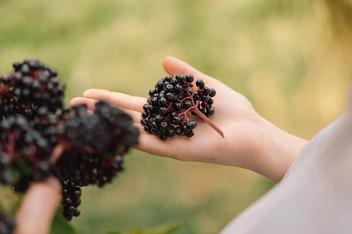 Sambuco: le proprietà nutrizionali e le controindicazioni da sapere