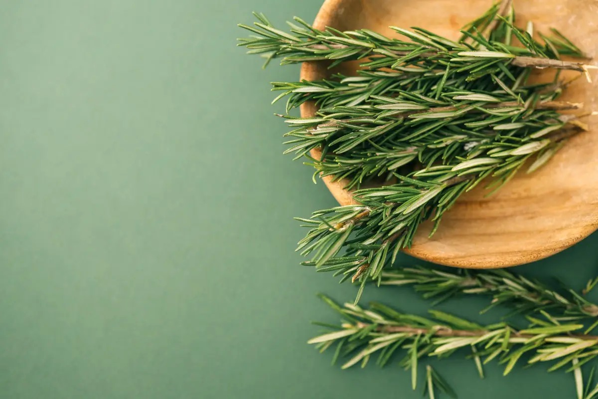 Dal giardino alla tavola: cosa sapere sul rosmarino, proprietà e benefici