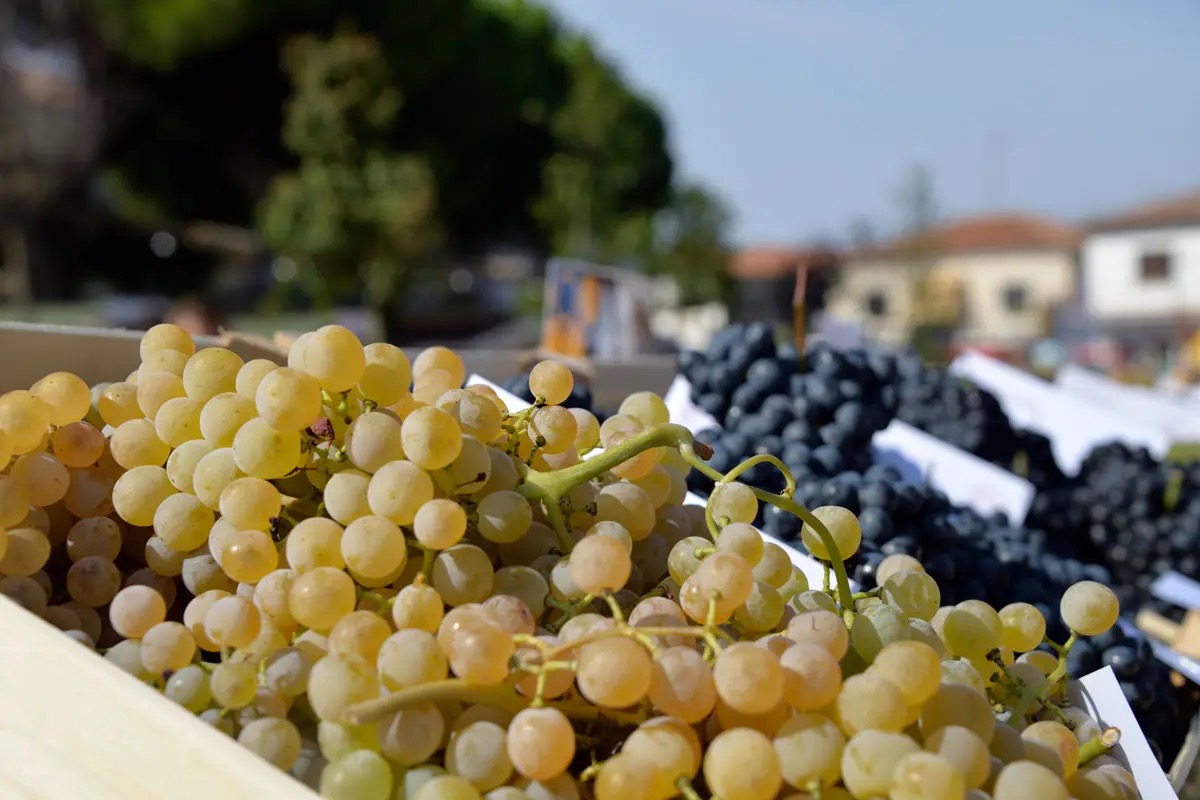 Vo' celebra la 74ª Festa dell'Uva: tra carri spettacolari e vini dei Colli Euganei