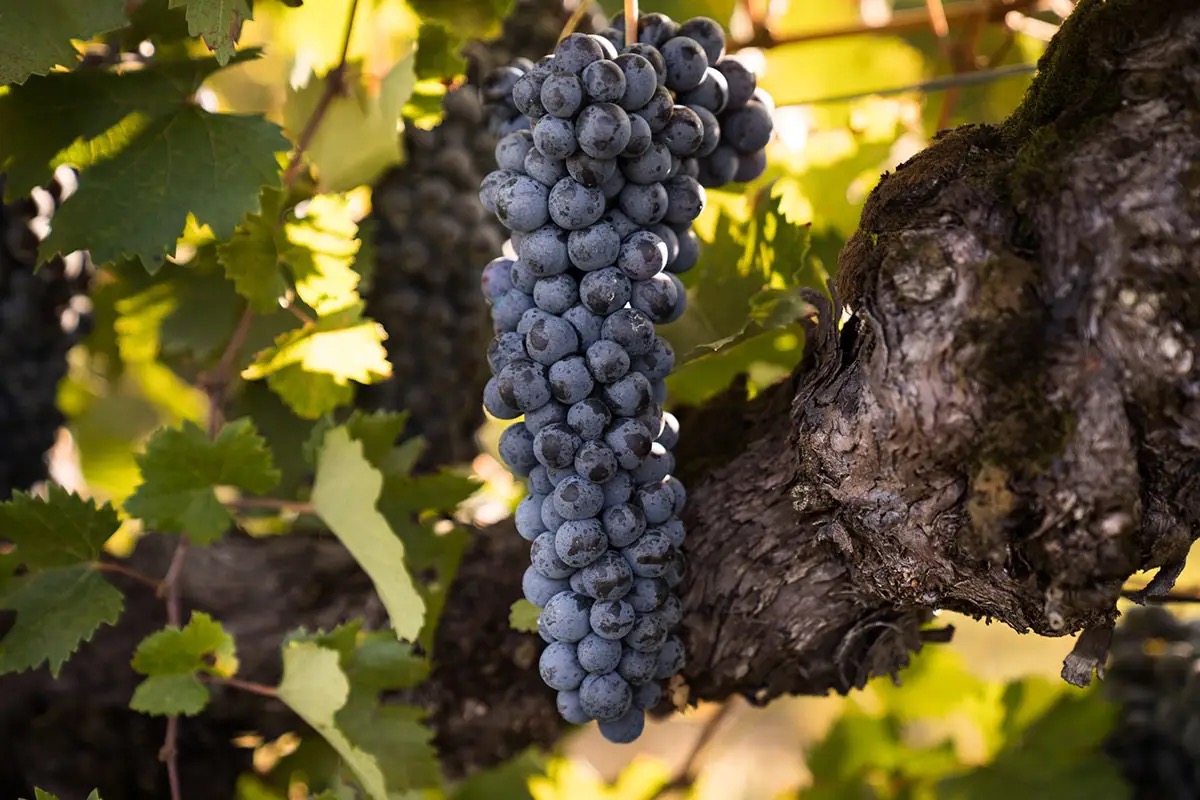  Raboso, da rabbioso a domato: Cecchetto e la rinascita del vino “cattivo” del Veneto