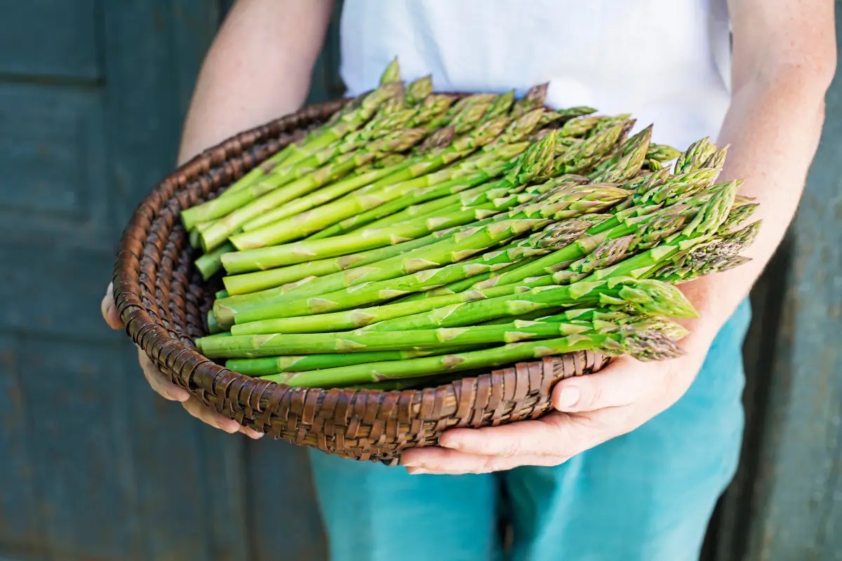 Asparagi di stagione: tutte le proprietà, i benefici e i consigli