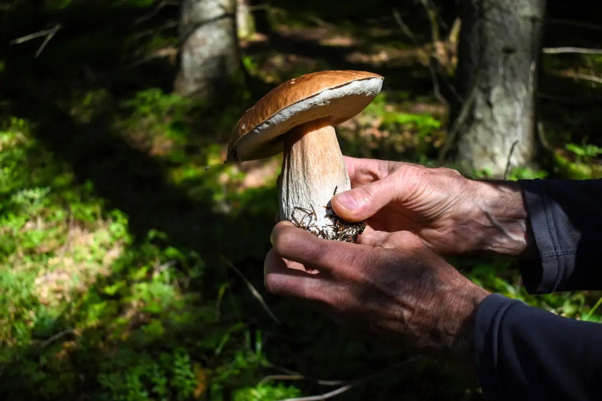  Valtellina, l'estate folle dei funghi: porcini ovunque, ma risse e morti nei boschi