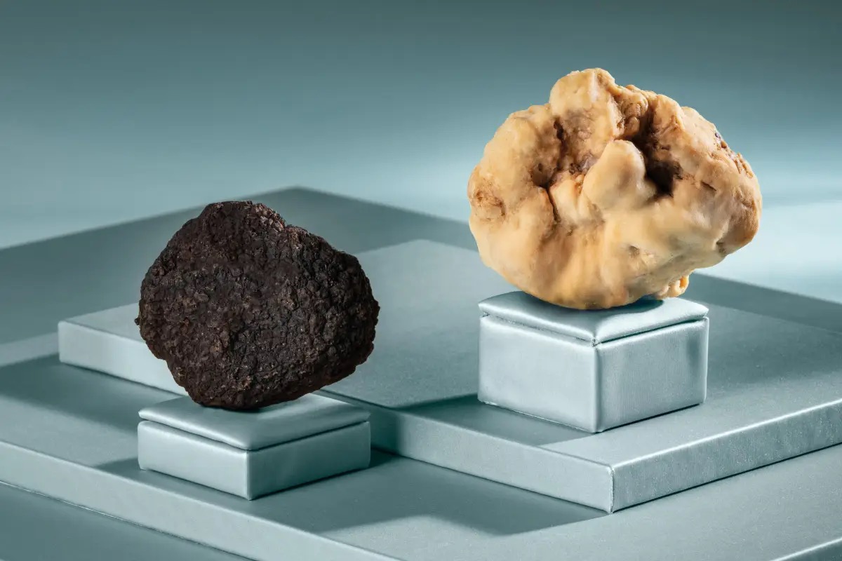 Ad Alba nasce un dessert che sembra un tartufo appena cavato dal bosco