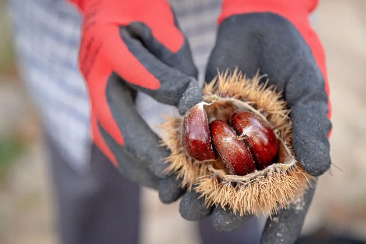 Castagne sì, slogature no: come godersi il bosco senza finire al pronto soccorso