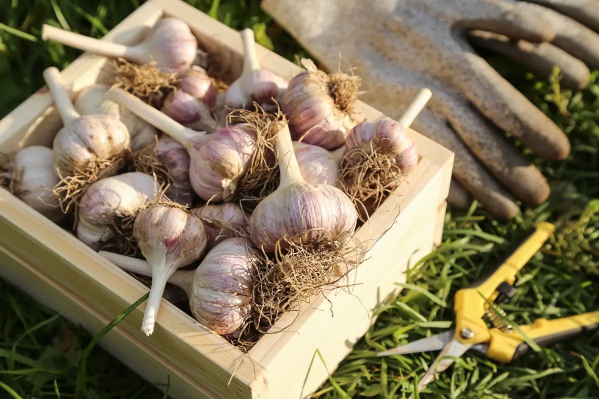 Aglio: tutte le proprietà, i benefici e le controindicazioni da sapere