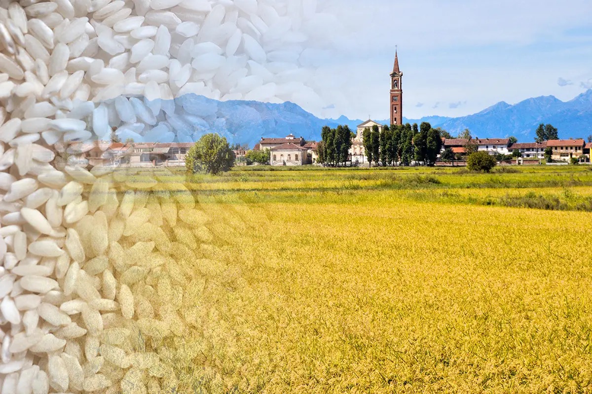  Dal Piemonte al mondo: Vercelli si conferma capitale europea del riso