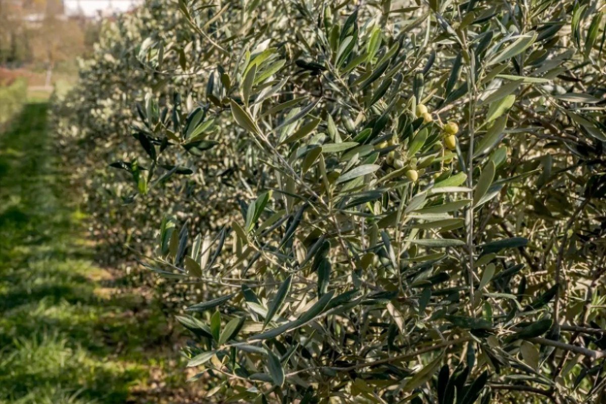 Laudemio chiude il 2025 con un record storico: mai così tanto olio in 37 anni