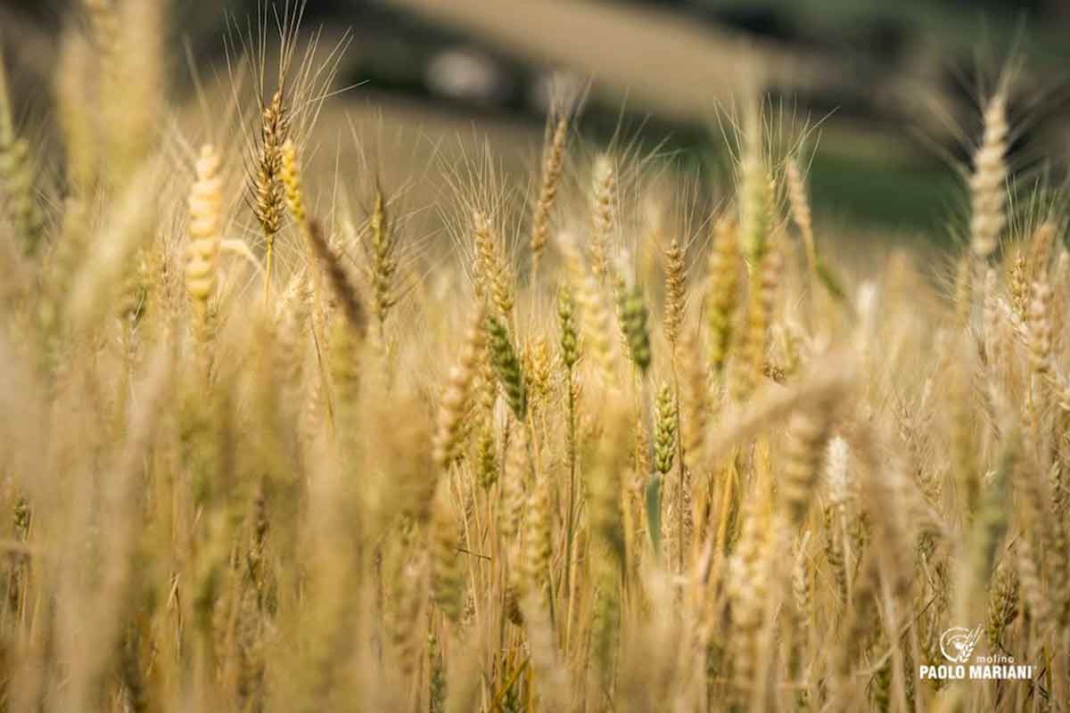 Dalla Siria alle Marche: il grano che diventa farina e birra grazie al progetto Mazì
