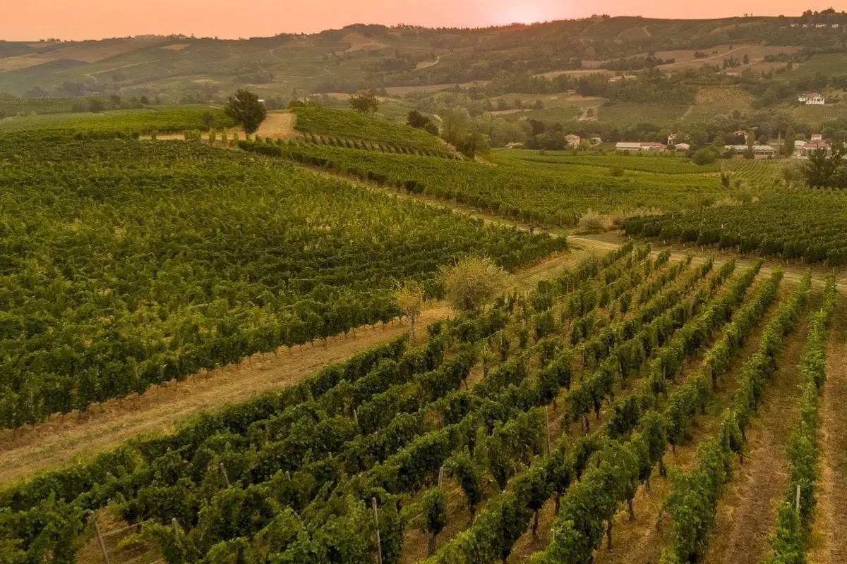 Per l'acquisto di Terre d'Oltrepò ora in gara la cooperativa Collis e Lorito e Guarino