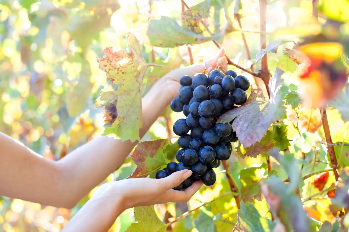 Produzione di vino in Italia 2025: +8% rispetto al 2024, Sud in forte ripresa