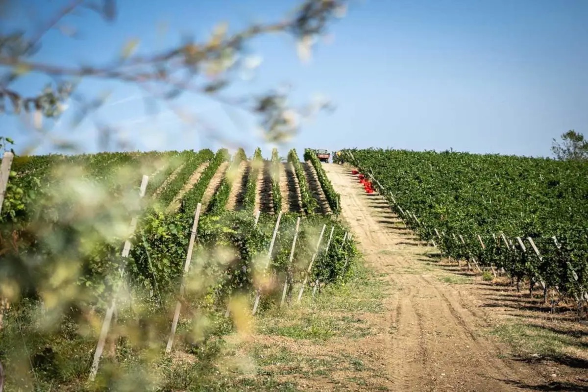 Passivo da 30 milioni e soci in attesa, la proposta M5s-Pd per salvare Terre d’Oltrepò