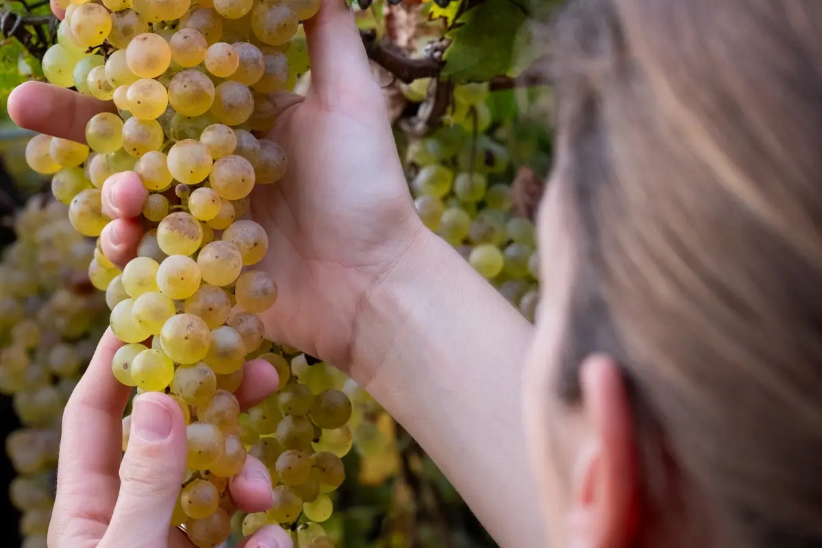 Cantina Suavia: il rilancio del Trebbiano di Soave grazie alle sorelle Tessari