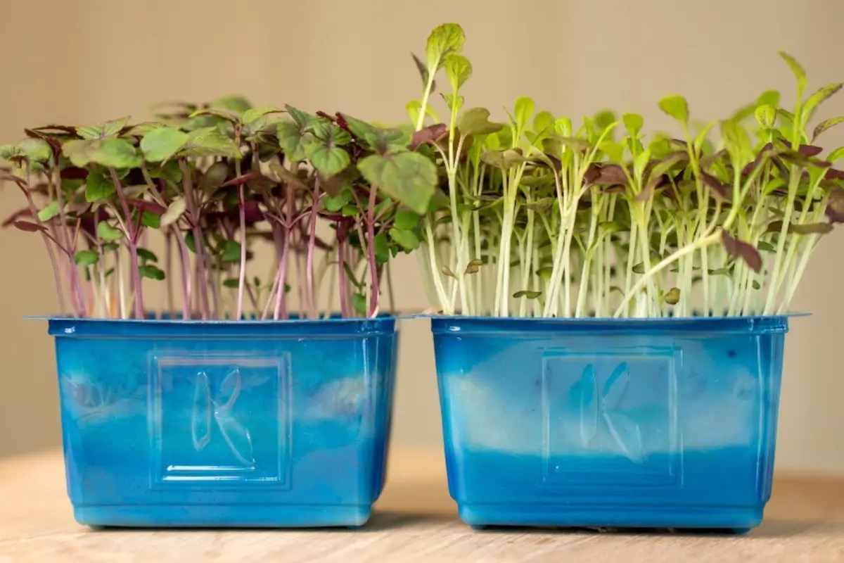  Microortaggi in cucina: perché gli chef scelgono sempre più spesso i cress