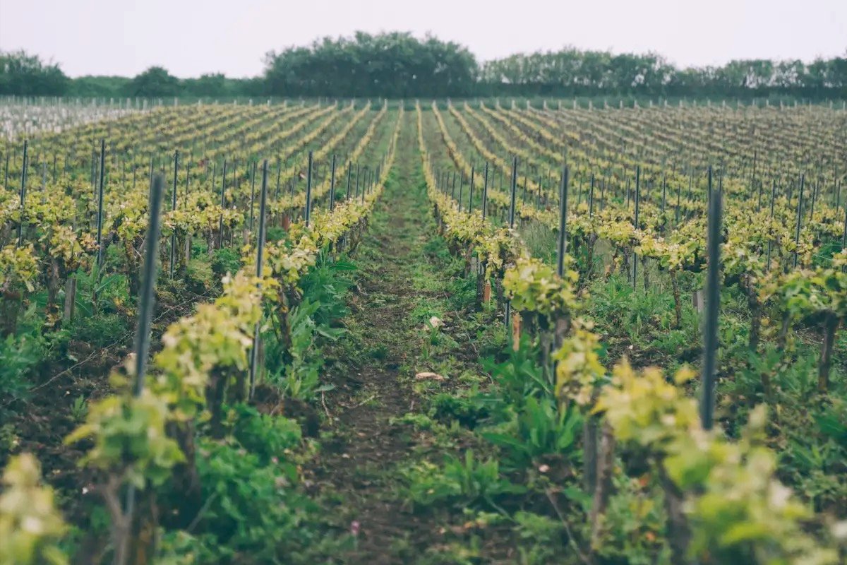 Louis Roederer 246ª cuvée: freschezza, equilibrio e un tocco di Blanc de Blancs