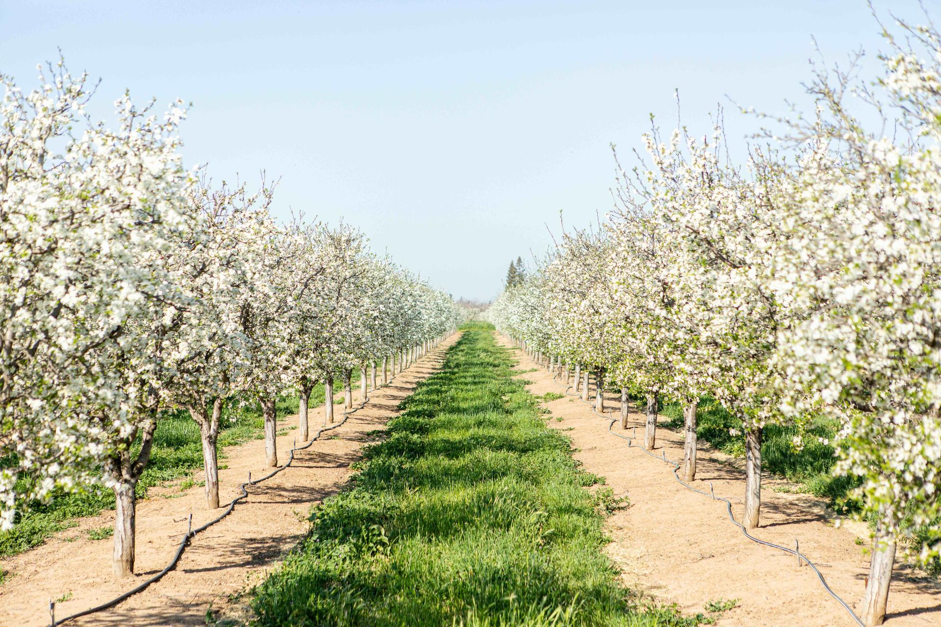 Le Prugne della California protagoniste di una Pasqua d’autore