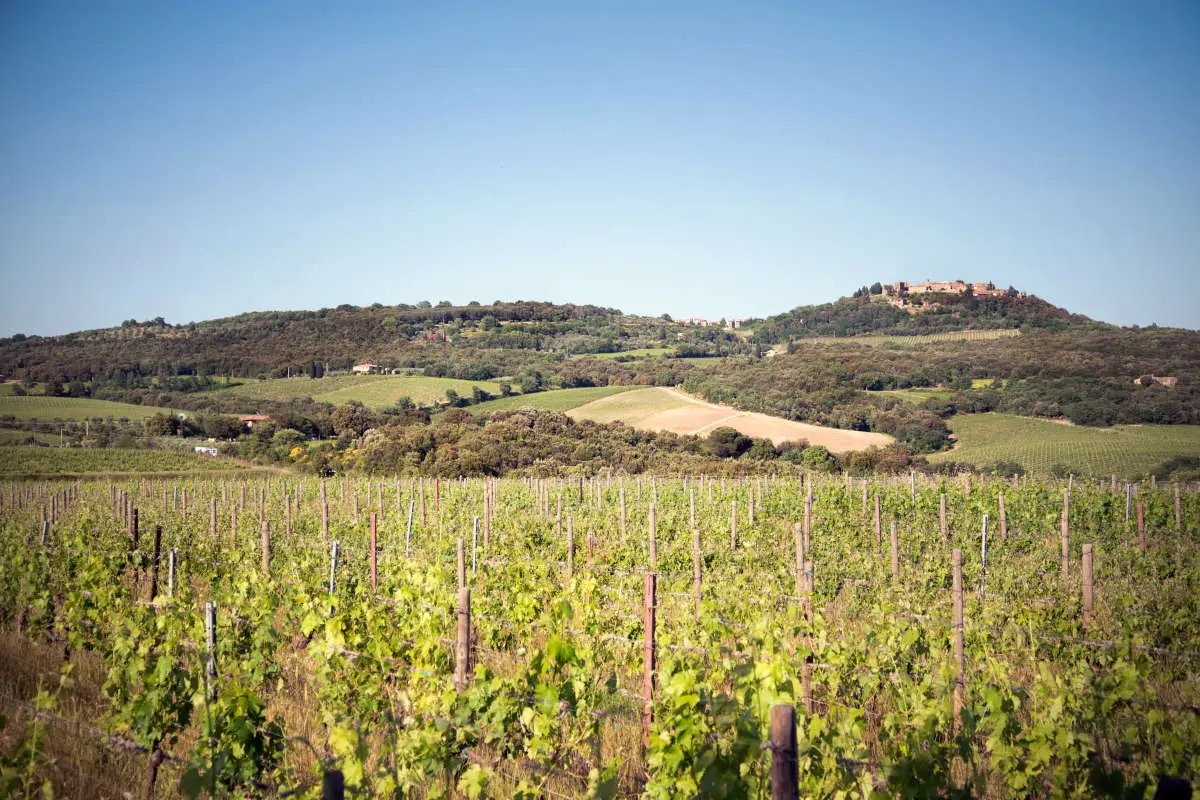 P#327, la particella che ha dato vita al nuovo Brunello di Campogiovanni