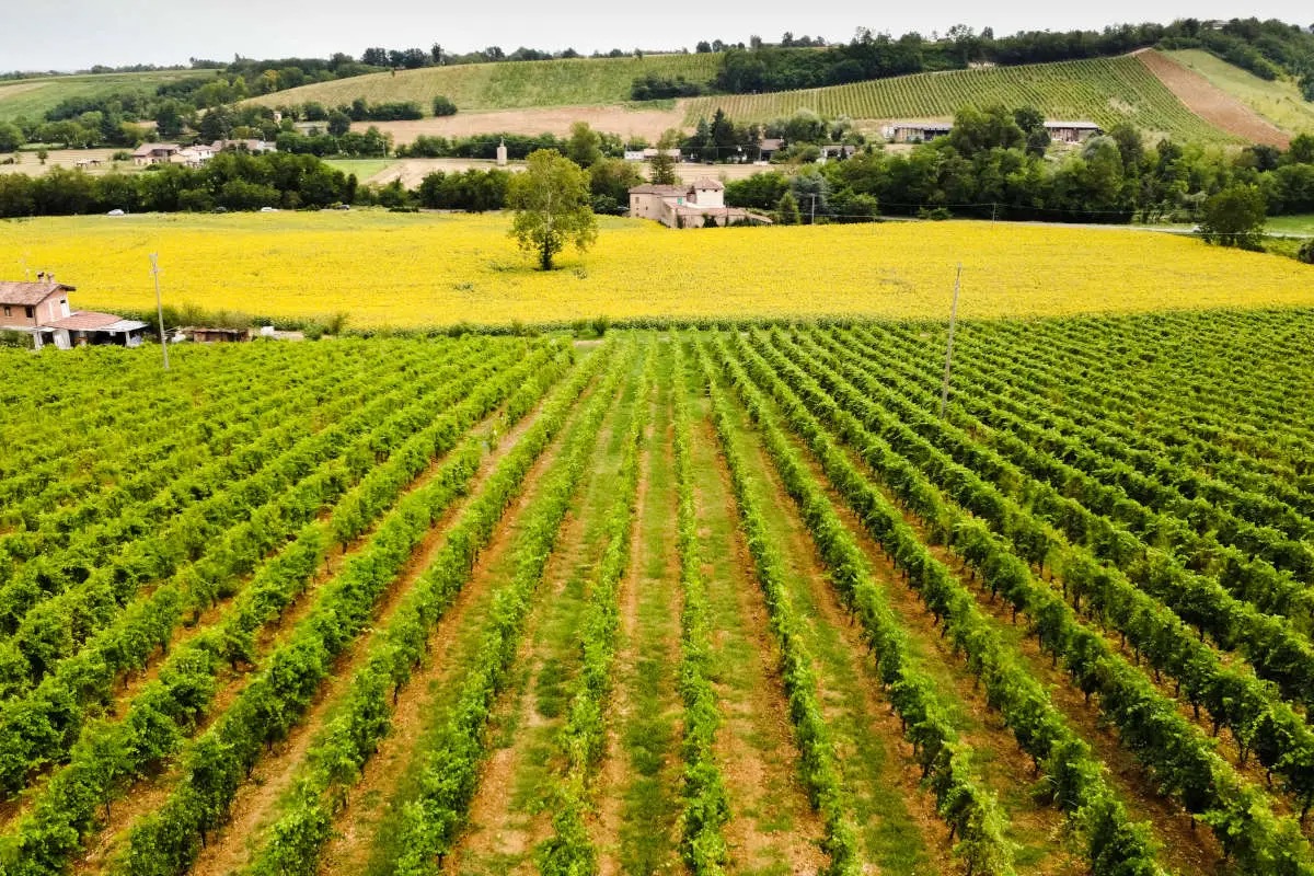 Tenuta Mulino Segalini: vini piacentini in chiave naturale di qualità