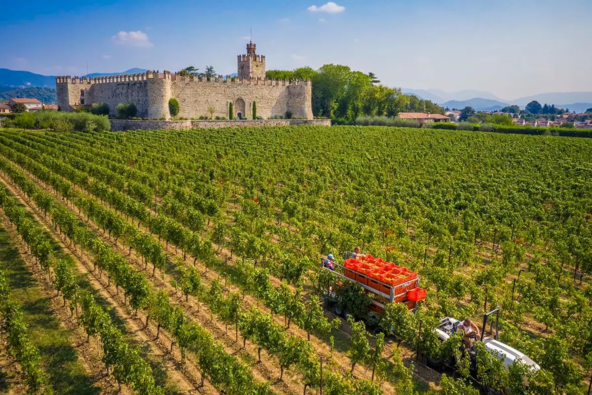 Vendemmia 2025 in Lombardia: raccolta anticipata e uve di qualità