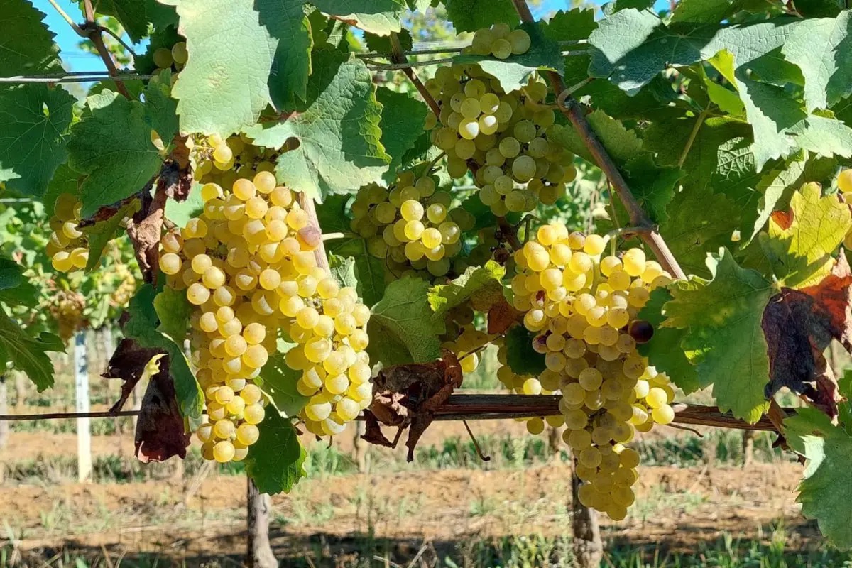 Bordolesi storici e bianchi friulani: il filo che unisce Montello e Collio