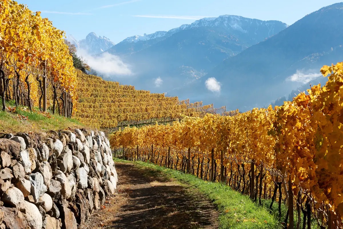 Cantina Valle Isarco, dove il vino (bianco) incontra la montagna