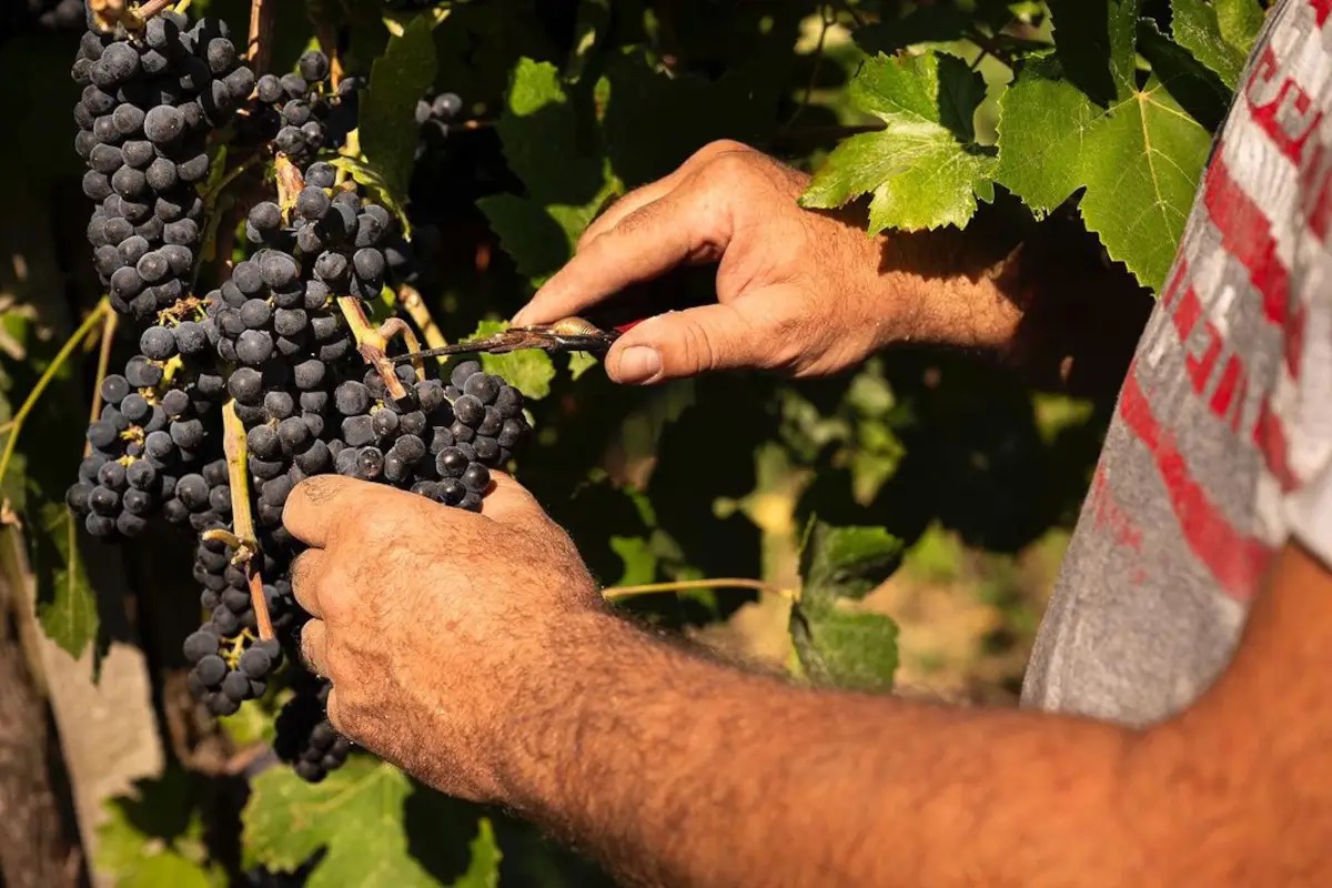  Terre d’Oltrepò nella bufera: usare il Tfr dei dipendenti per salvare la cantina?