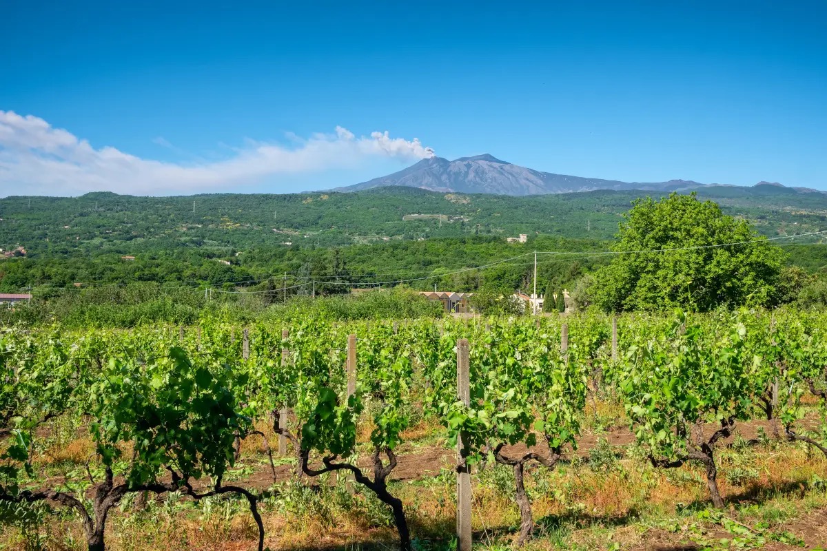 Etna, il gigante alle cui pendici nasce un'eccellenza vinicola