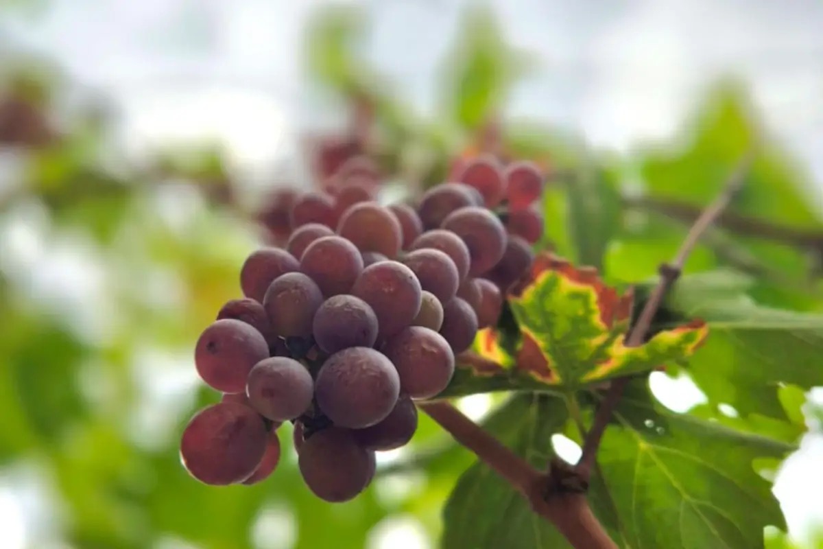 Appassimento 2025: 350mila quintali di uva per Amarone e Recioto in Valpolicella