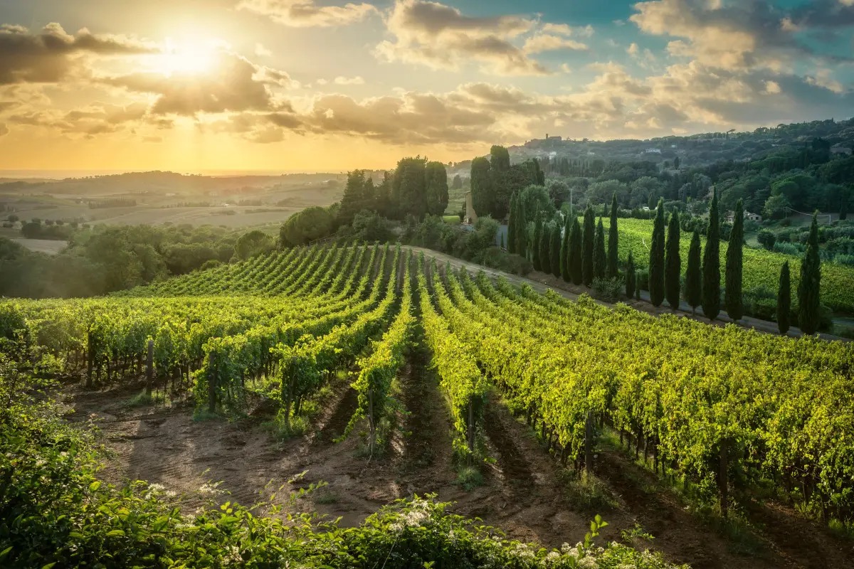  Export, enoturismo e innovazione: il modello Toscana per il vino di qualità