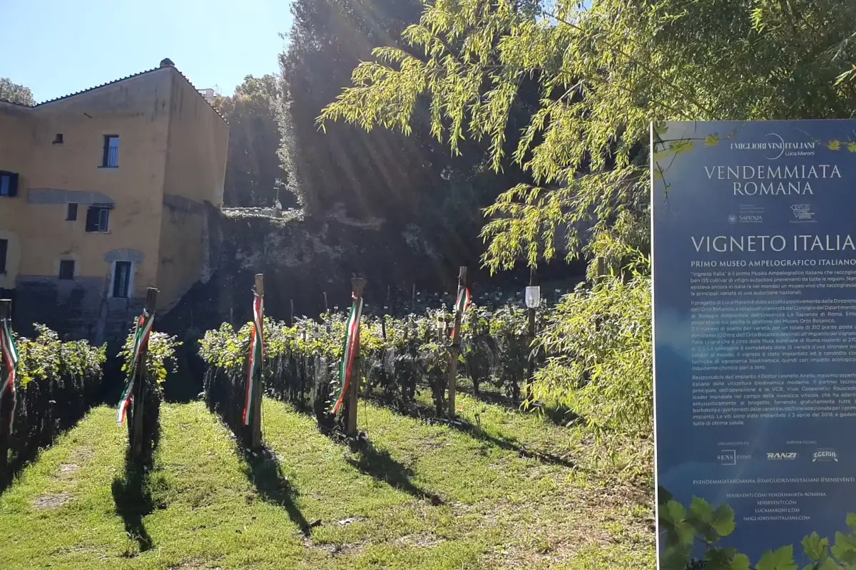 Vendemmia urbana: a Roma nasce un museo-vigna che racconta l’Italia in un calice