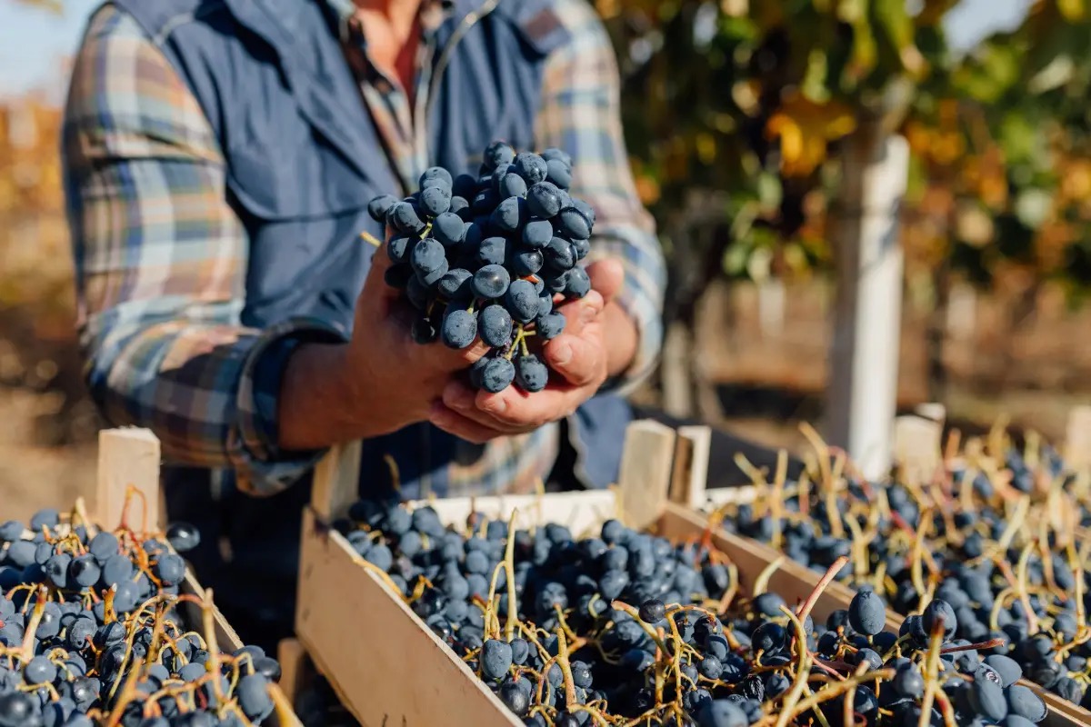  Italia del vino tra euforia e allarme: cosa ci insegna la vendemmia 2025