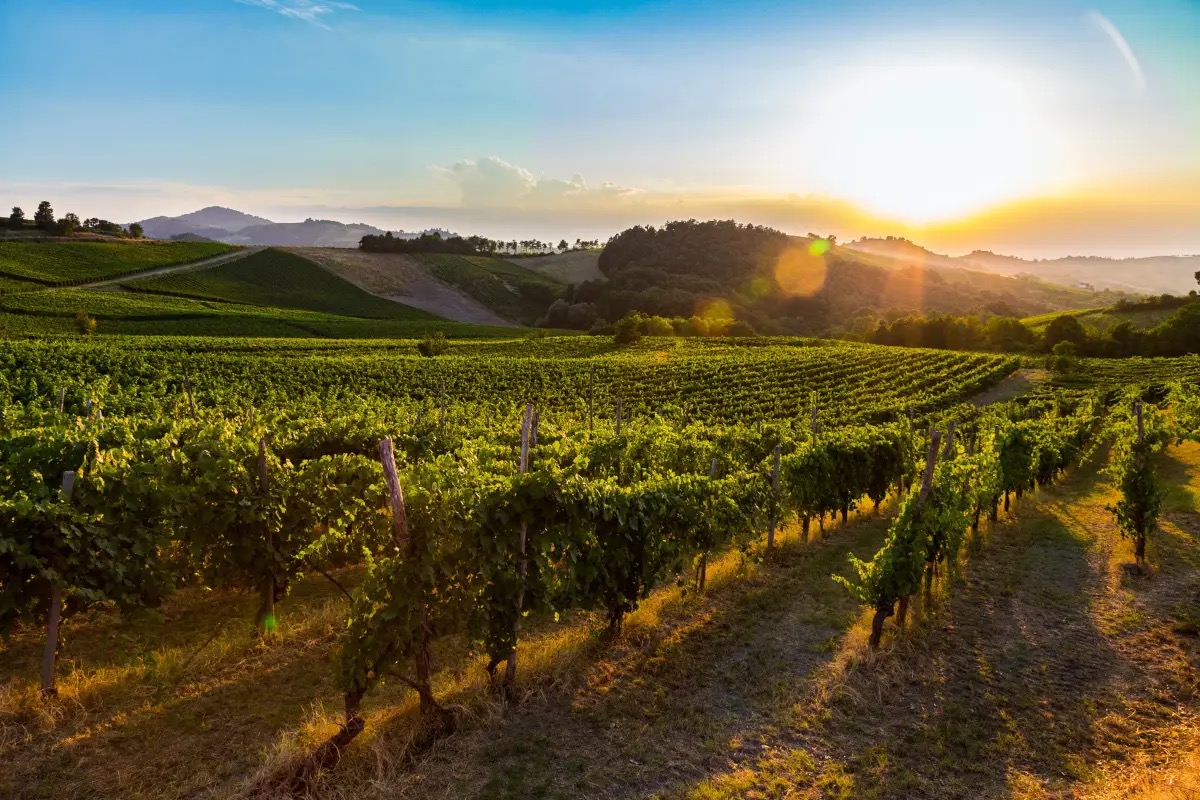 Uno spiraglio per Terre d’Oltrepò? Contatti con un potenziale acquirente