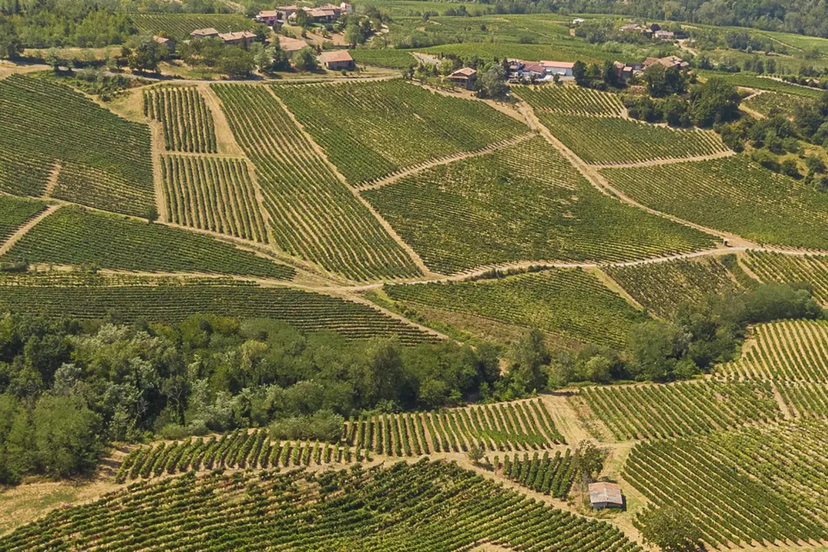 Terre d’Oltrepò, tutte le opzioni sul tavolo per salvare la cooperativa