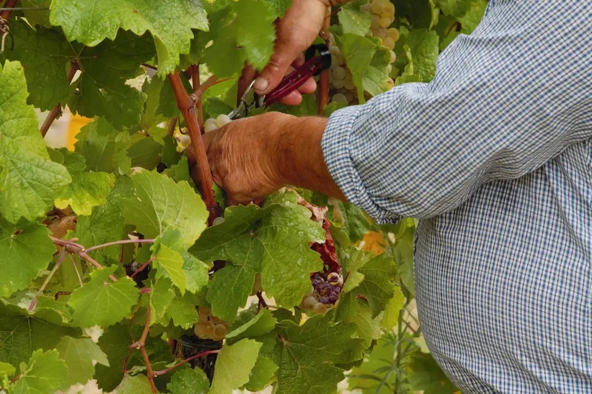 Le due facce del vino pavese: mentre Terre d’Oltrepò crolla, sorride Torrevilla