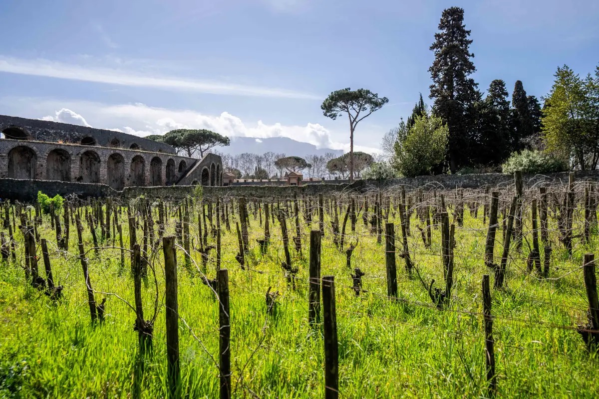 Produrre vino tra gli scavi di Pompei: Feudi di San Gregorio la prima cantina a farlo