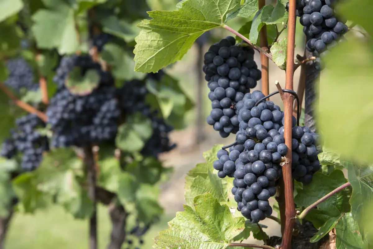 Espansione del Pinot nero in Oltrepò pavese: superate le varietà storiche