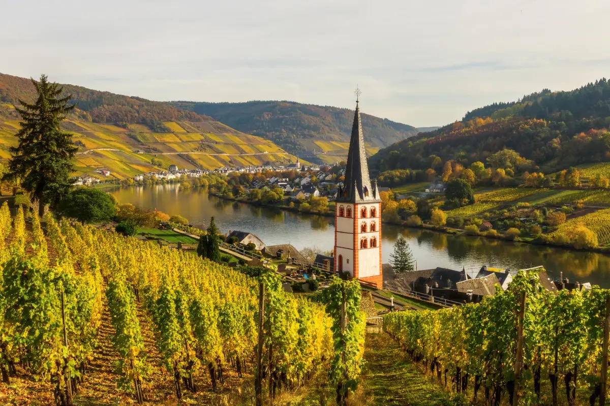 Germania, costi di produzione del vino insostenibili: le superfici vitate a rischio