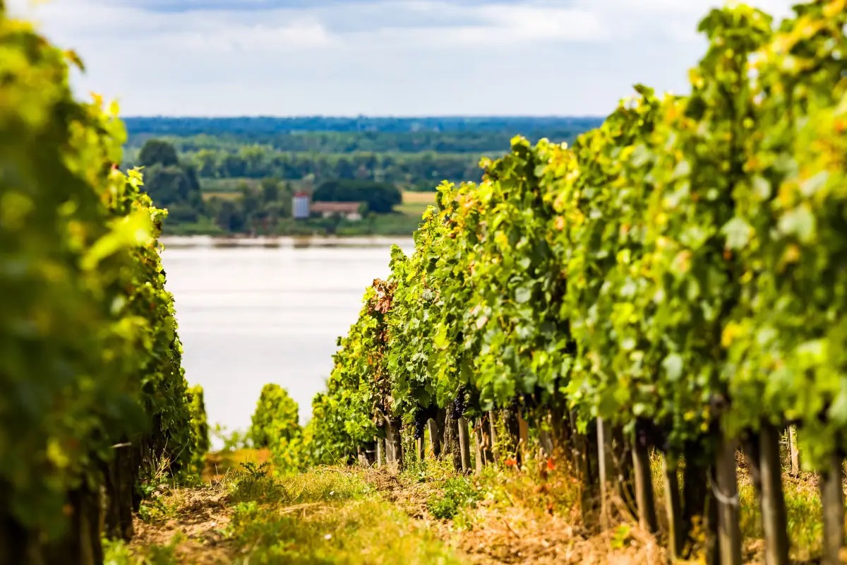  La Francia rompe gli indugi: saranno estirpati circa 28mila ettari di vigneti