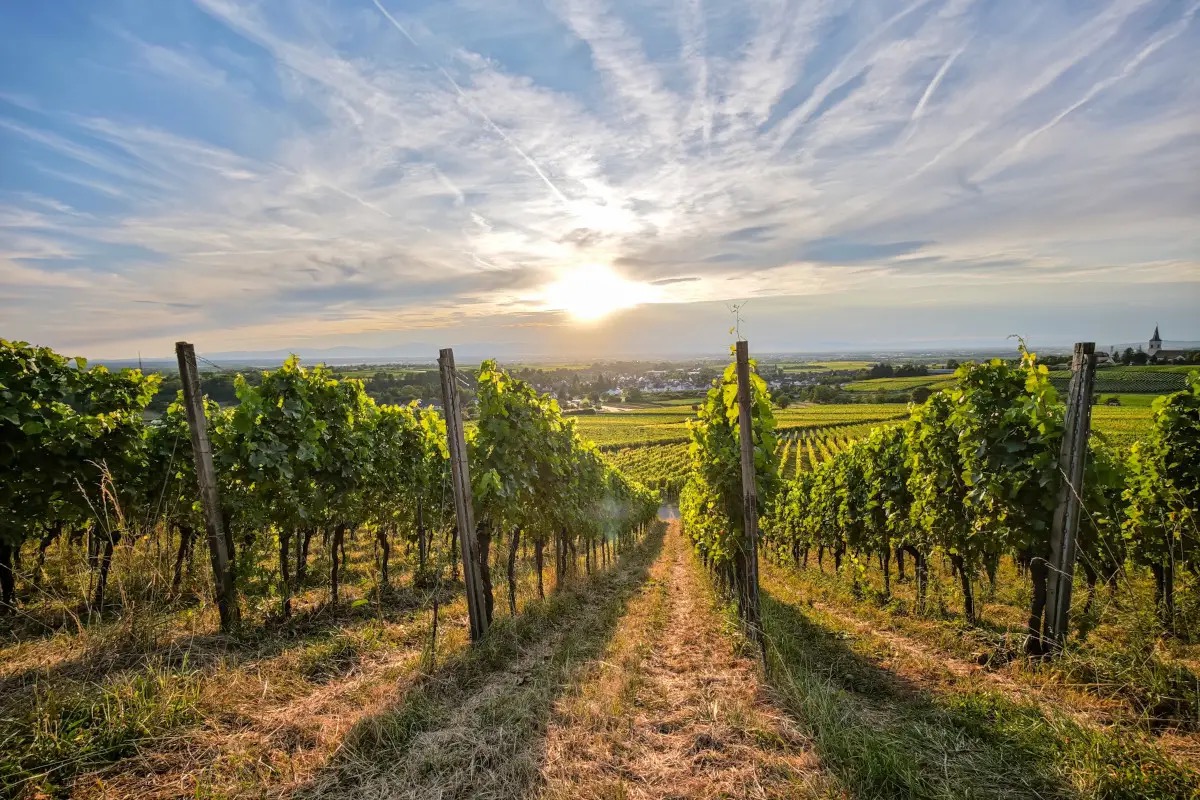  Consumi in calo e troppi stock: perché gli espianti non sono la risposta per il vino italiano