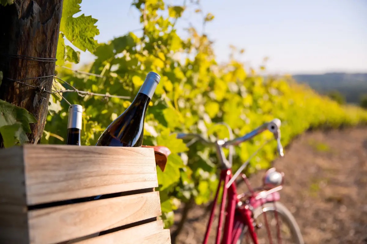  Fotovoltaico e pale eoliche: i Consorzi del vino temono per paesaggio e turismo