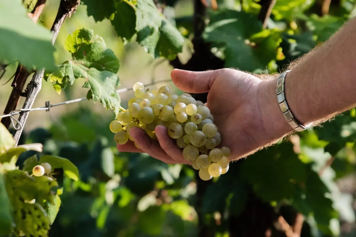 Le colline del Conegliano Valdobbiadene si candidano a Città italiana del vino 2026