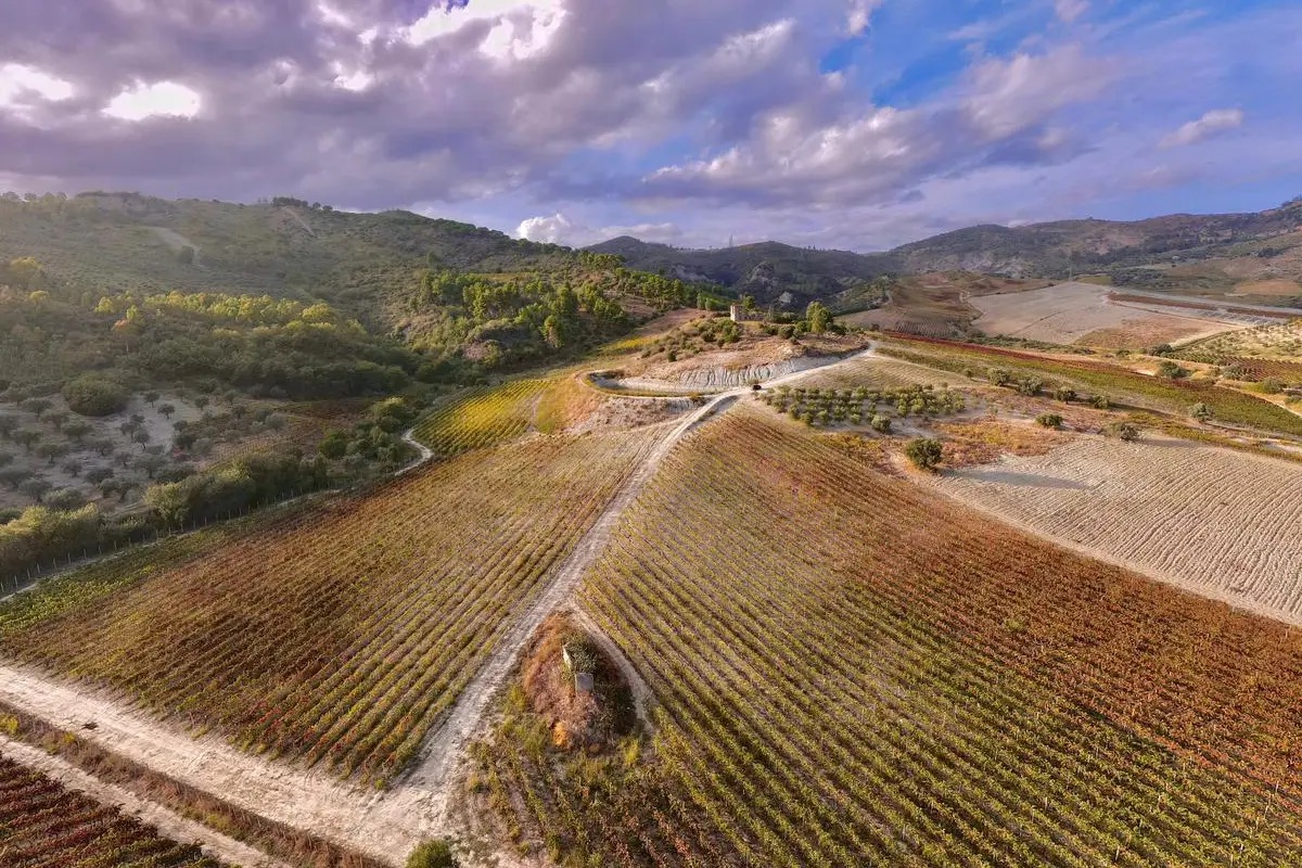 Dal mare ai vigneti: viaggio nel cuore vitivinicolo della Calabria