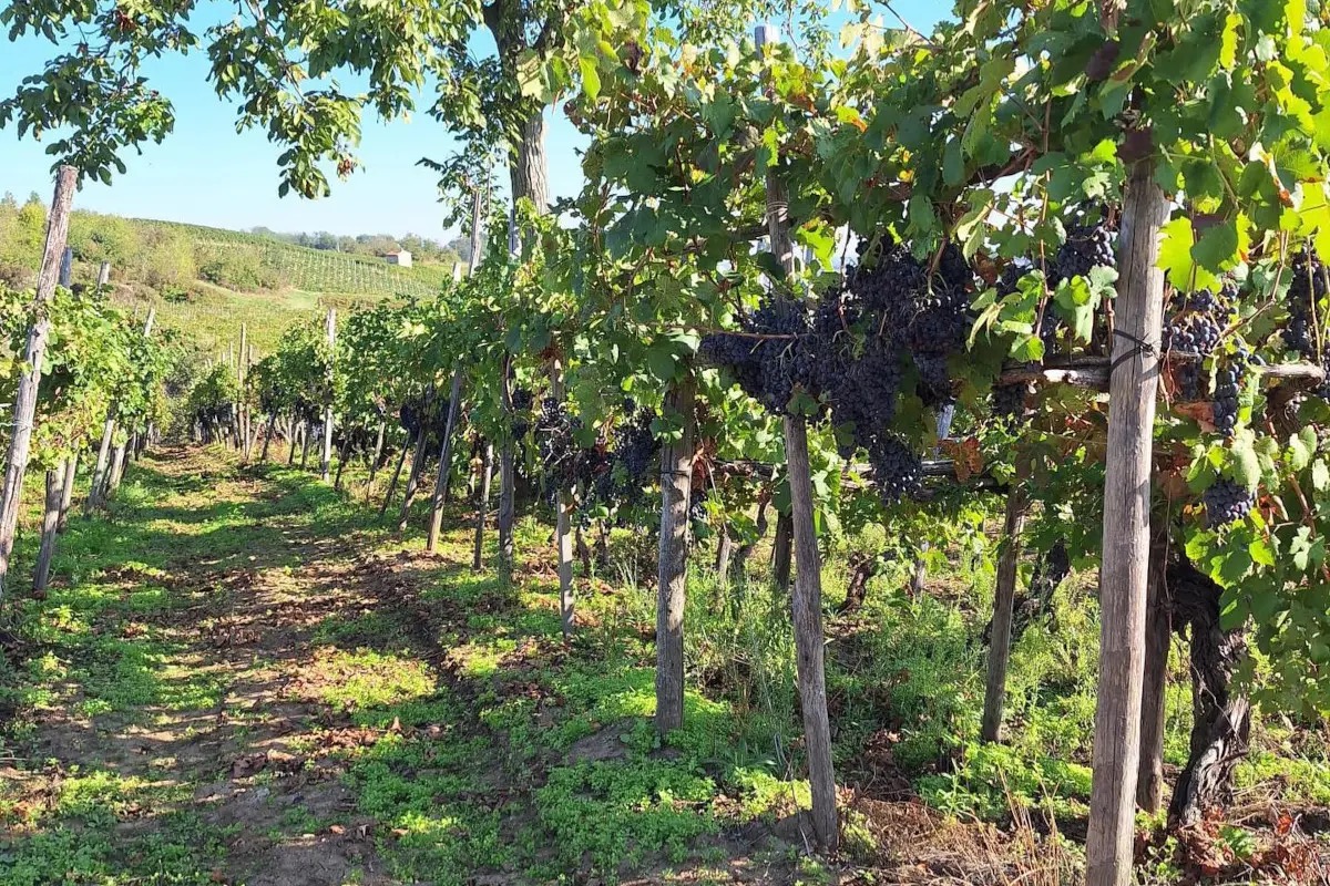 Terre d’Oltrepò, il piano Collis non decolla: torna in gioco “Losito e Guarini”?
