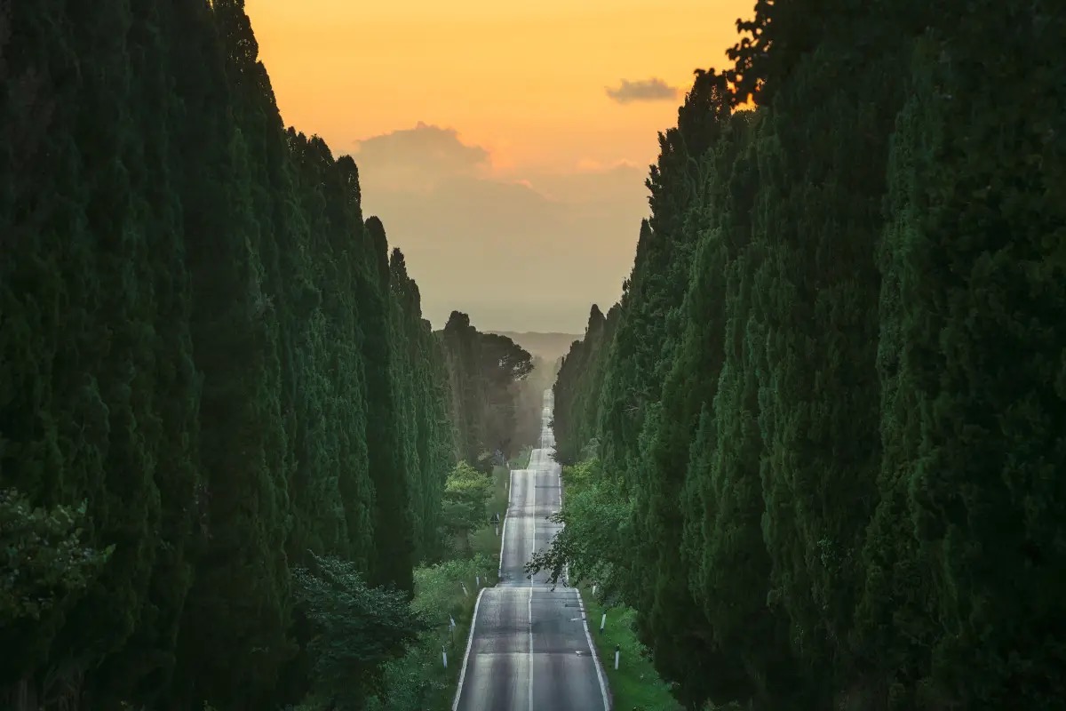 Un impianto eolico minaccia Bolgheri: a rischio anche il Viale dei Cipressi
