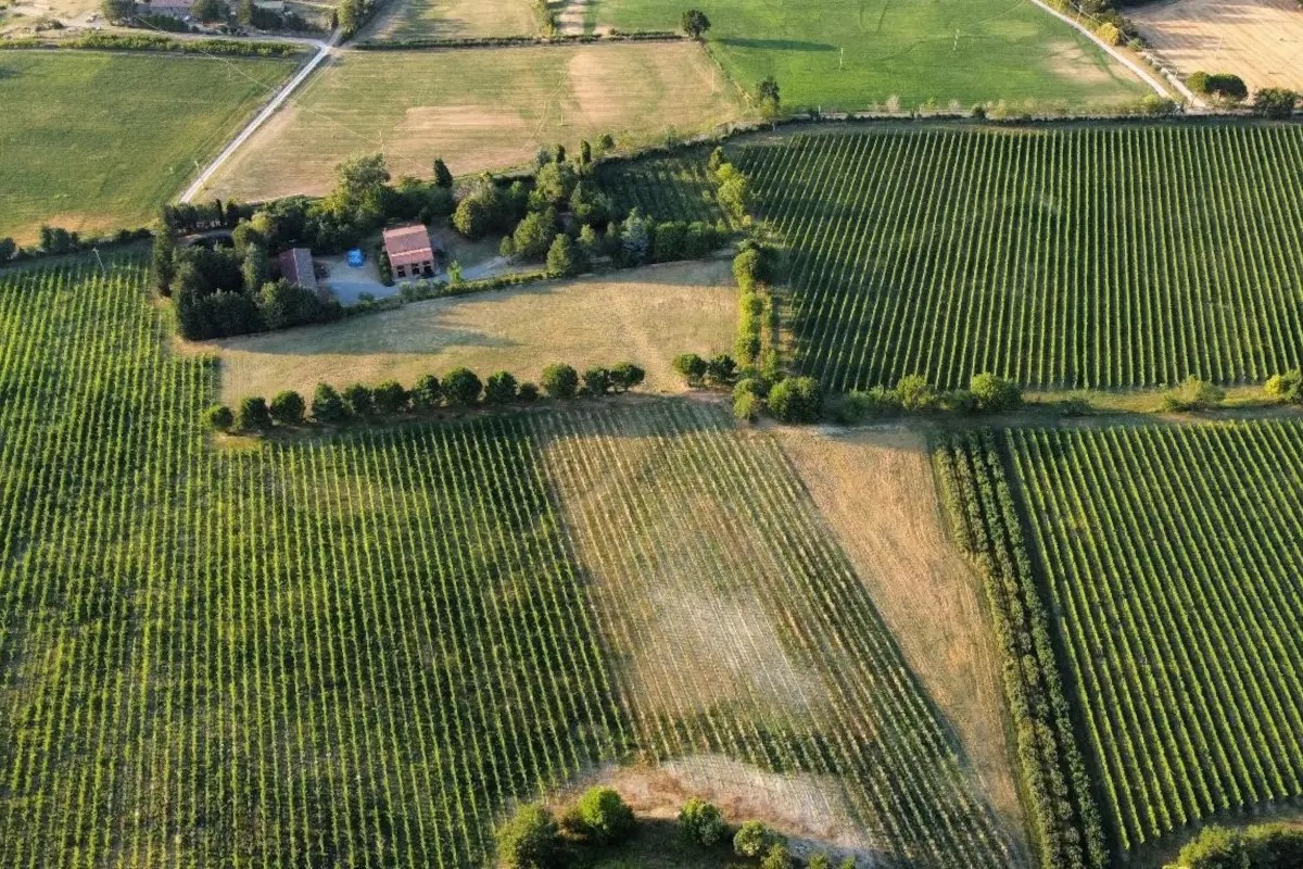 Rontana investe sul futuro: nuova cantina, ampliamento vigneti e fotovoltaico